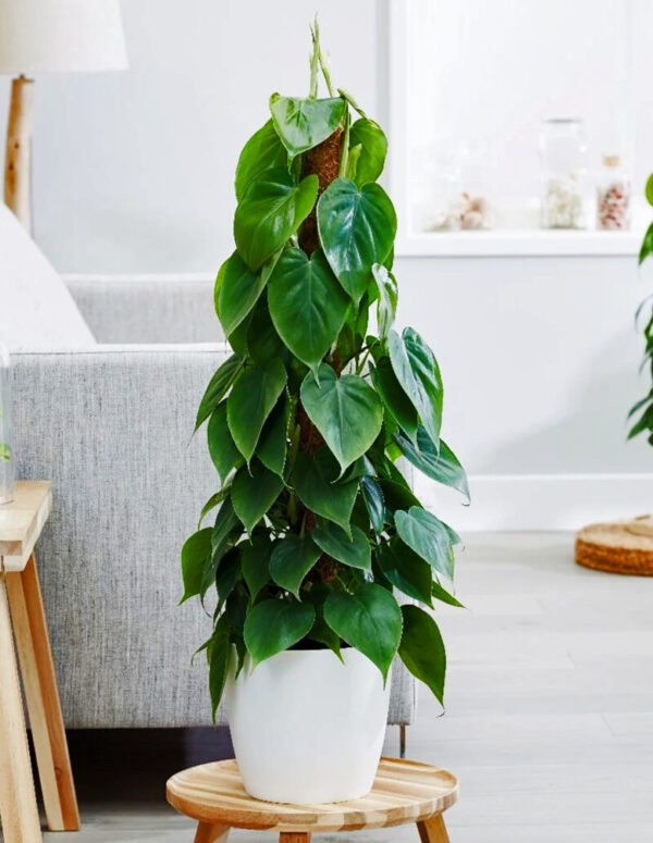 Philodendron Heartleaf in Moss Pole