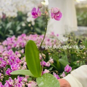 Pink Delight: Elegant Orchid in 30-40cm Size