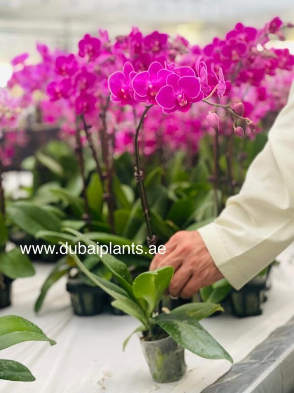 Purple Orchid 30-40CM