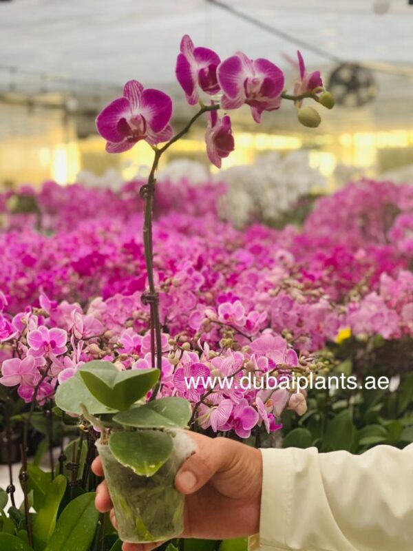Pink Orchid 30-40CM