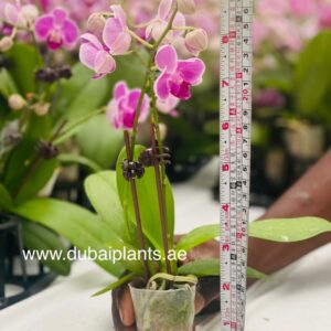 Pink Orchid double stem 30-40CM