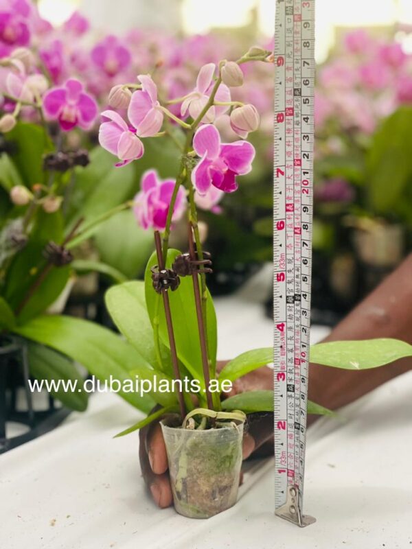 Pink Orchid double stem 30-40CM