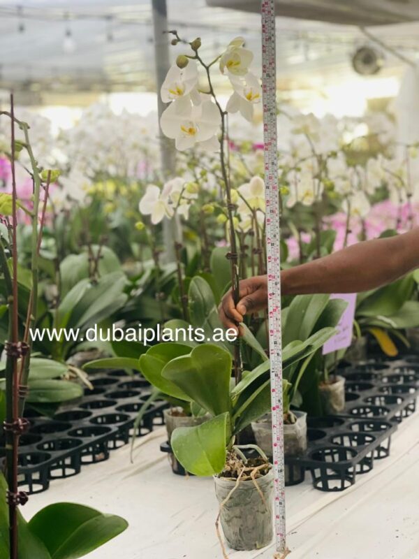 White Orchid double flower 70-80CM