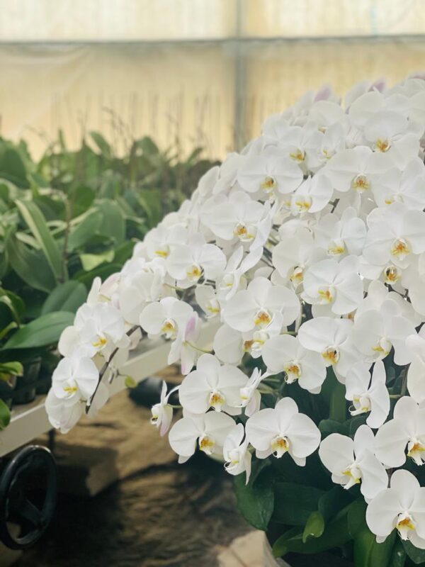 White Orchid double flower 70-80CM