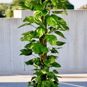 Epipremnum/Money Plant Moss Stick