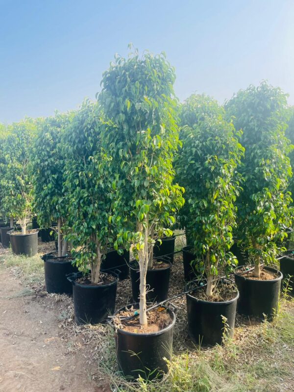 Ficus benjamina