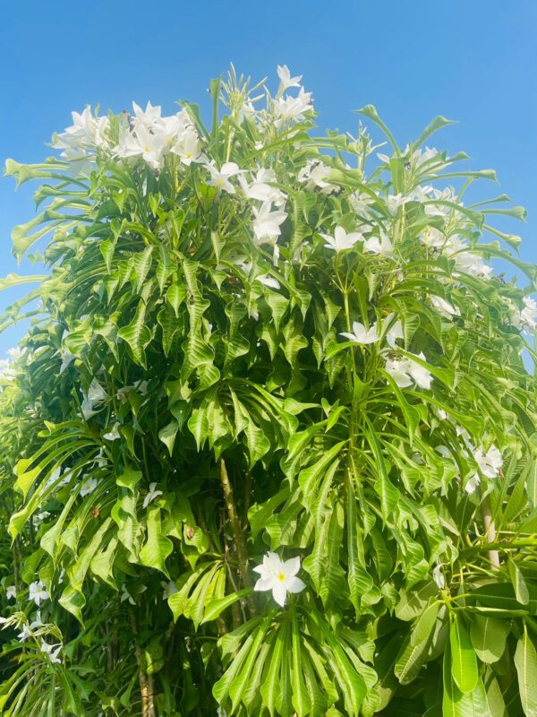 Plumeria pudica