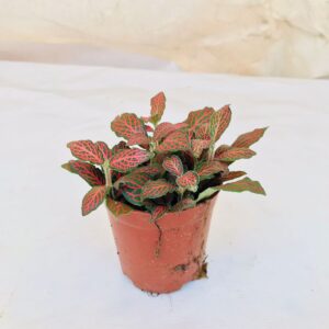 Fittonia Plant