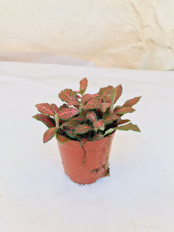 Fittonia Plant