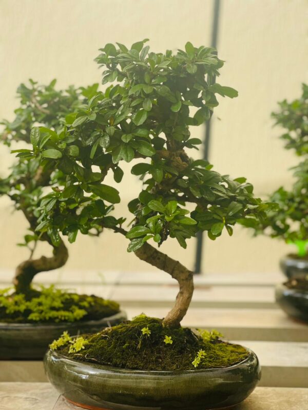 Fukien Bonsai