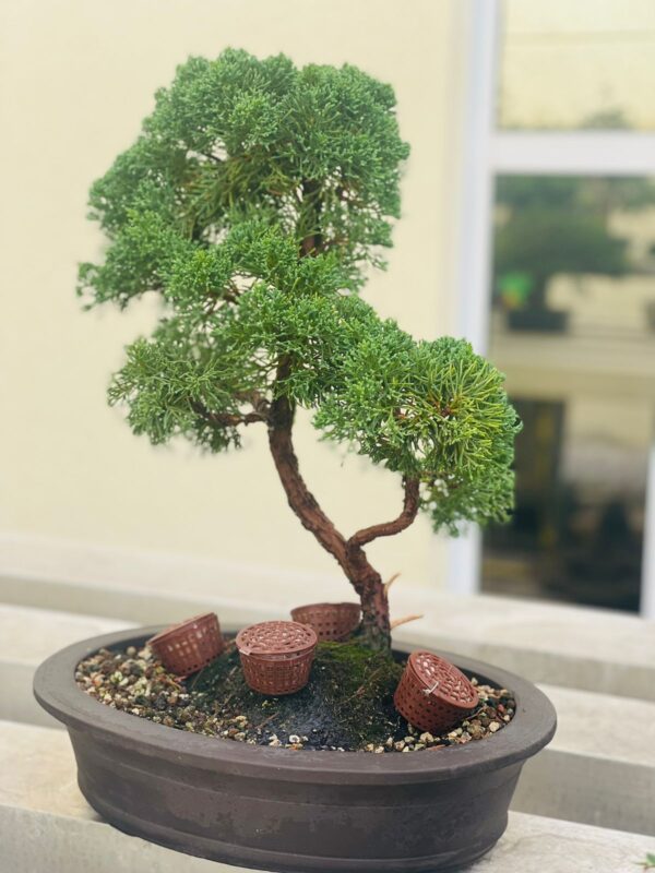 Chinese Juinper Bonsai