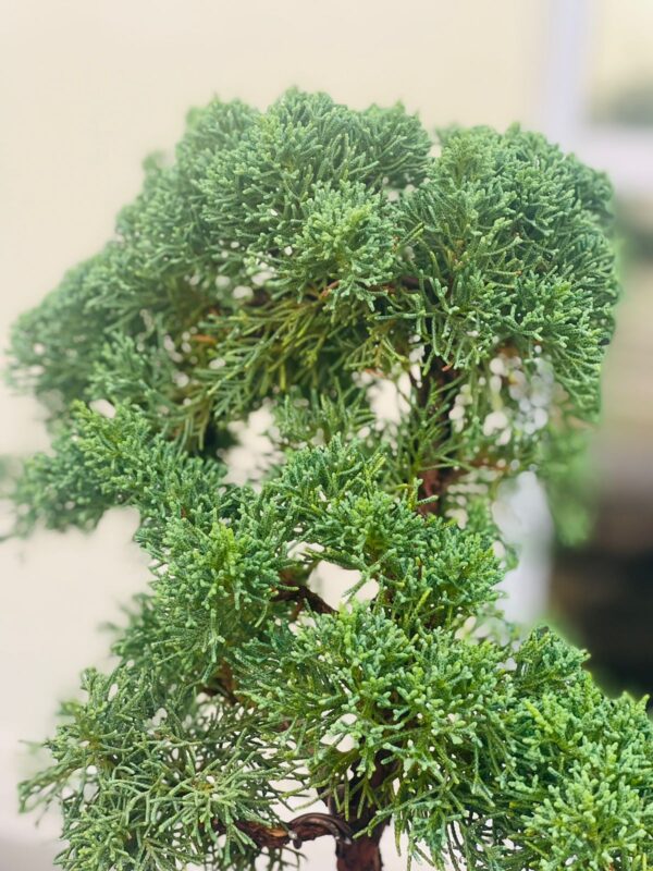 Chinese Juinper Bonsai