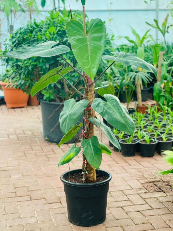 Philodendron erubescens