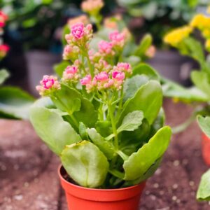 Kalanchoe