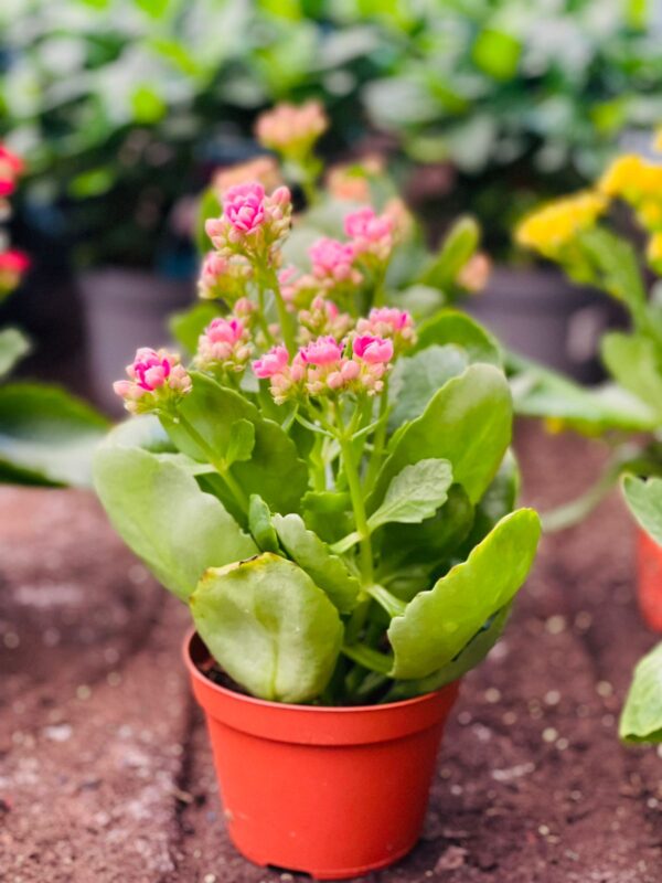 Kalanchoe