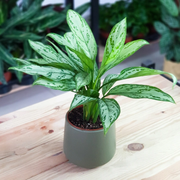 Aglaonema Silver Queen