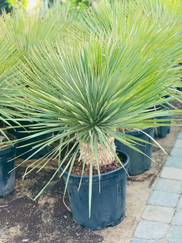 Yucca Rostrata