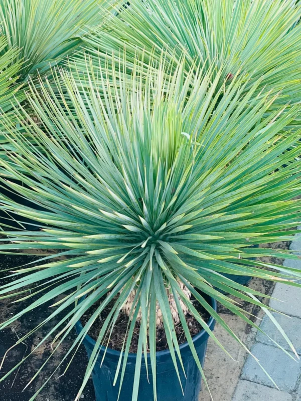 Yucca Rostrata