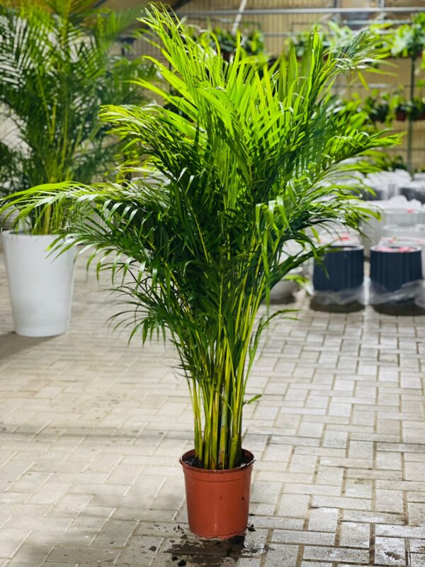 Areca indoor plant