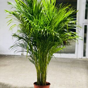 Areca indoor plant