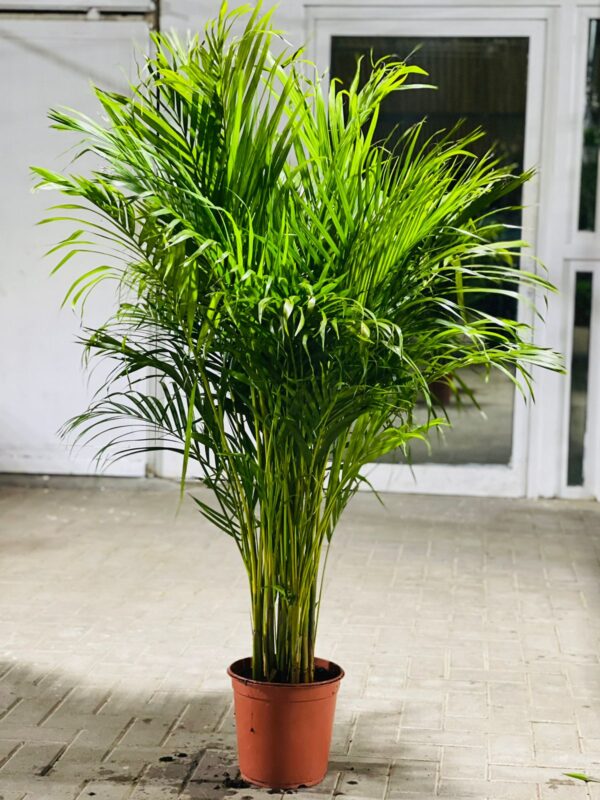 Radiant Oasis Areca Palm (Dypsis Lutescens) 100-140CM