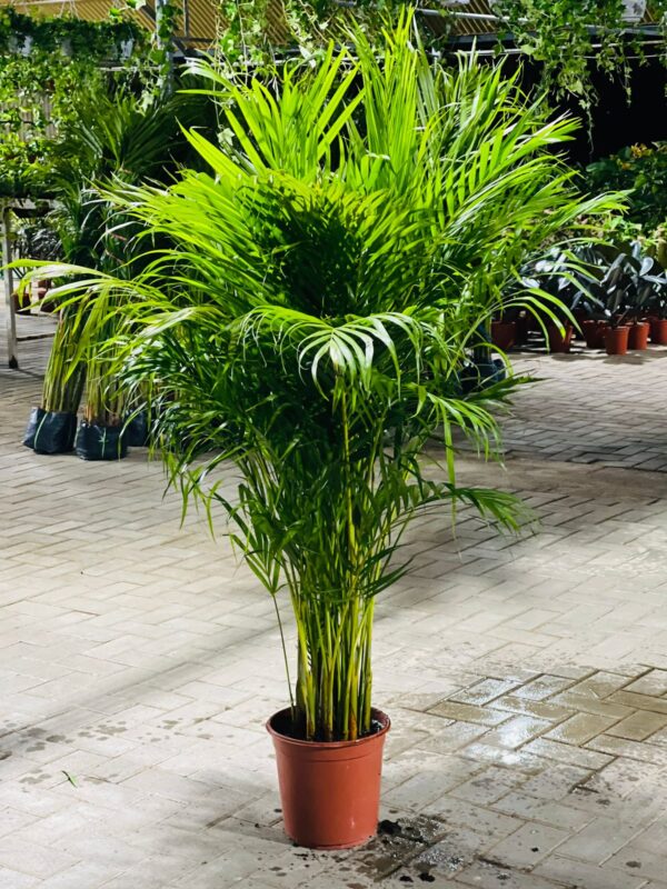 Areca indoor plant