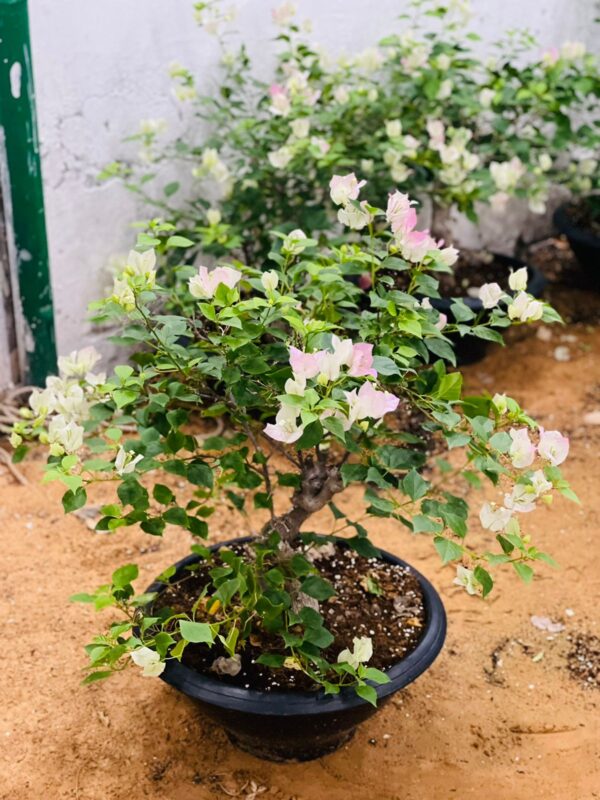 Bougainvillea shallow pot