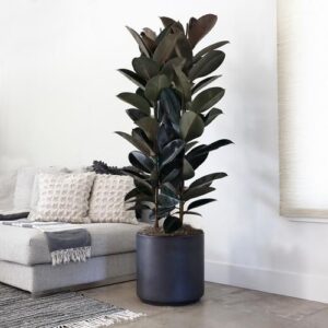 Blushing Ficus Elastica - Large 3 Stems