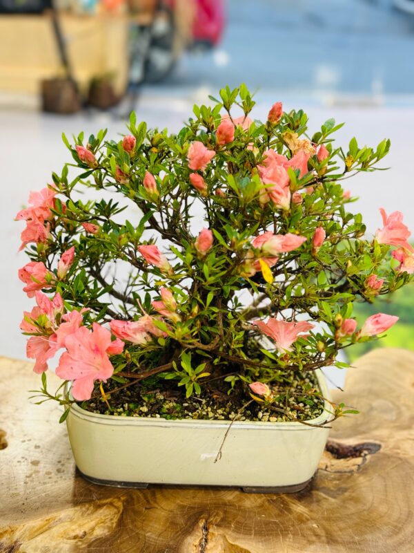 Rhododendron Bonsai