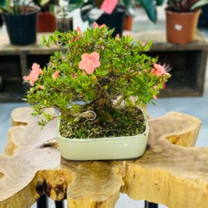 Rhododendron Bonsai
