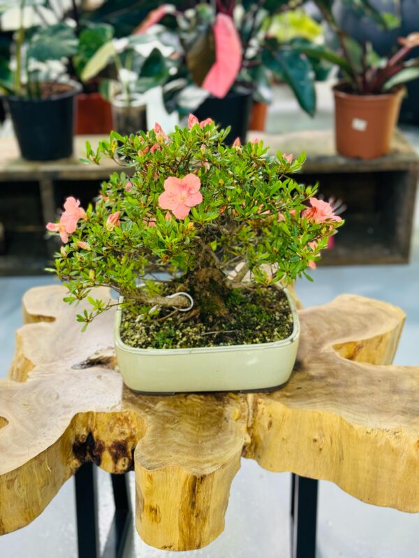 Rhododendron Bonsai